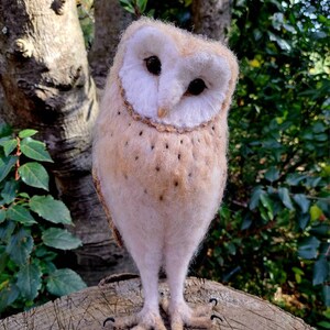 May include: A white and brown barn owl with black eyes is perched on a tree stump. The owl has a white face with a brown stripe around its eyes. The owl is looking directly at the camera.