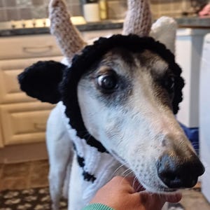 May include: A dog dressed in a crocheted cow costume, with a black and white headpiece, horns, and ear details. The dog has a white and grey coat and is looking at the camera. A hand is visible in the foreground.