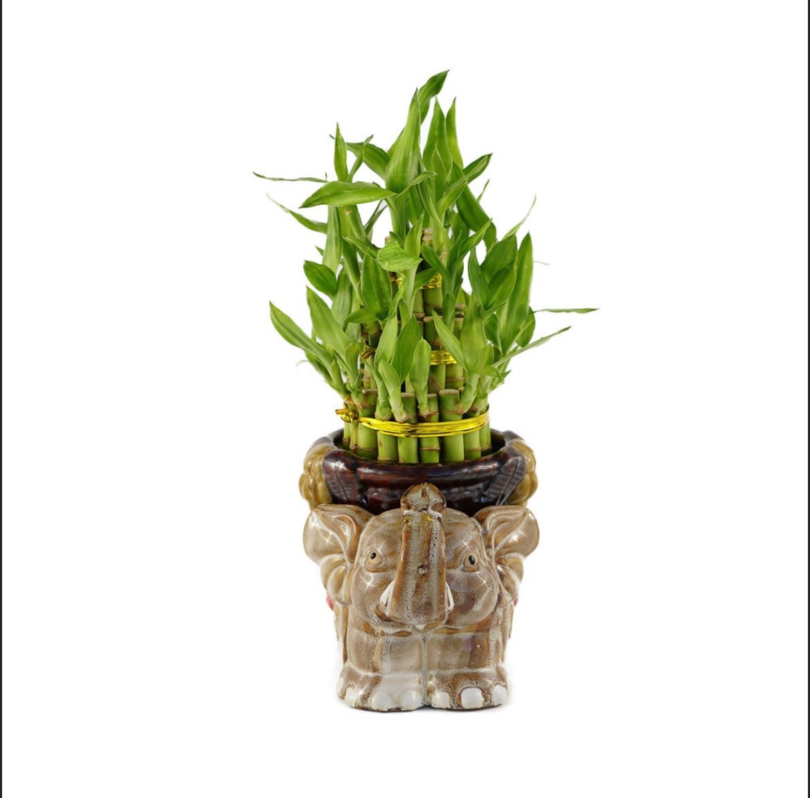 Lucky Bamboo Three Tier Lucky Bamboo Elephant Arrangement