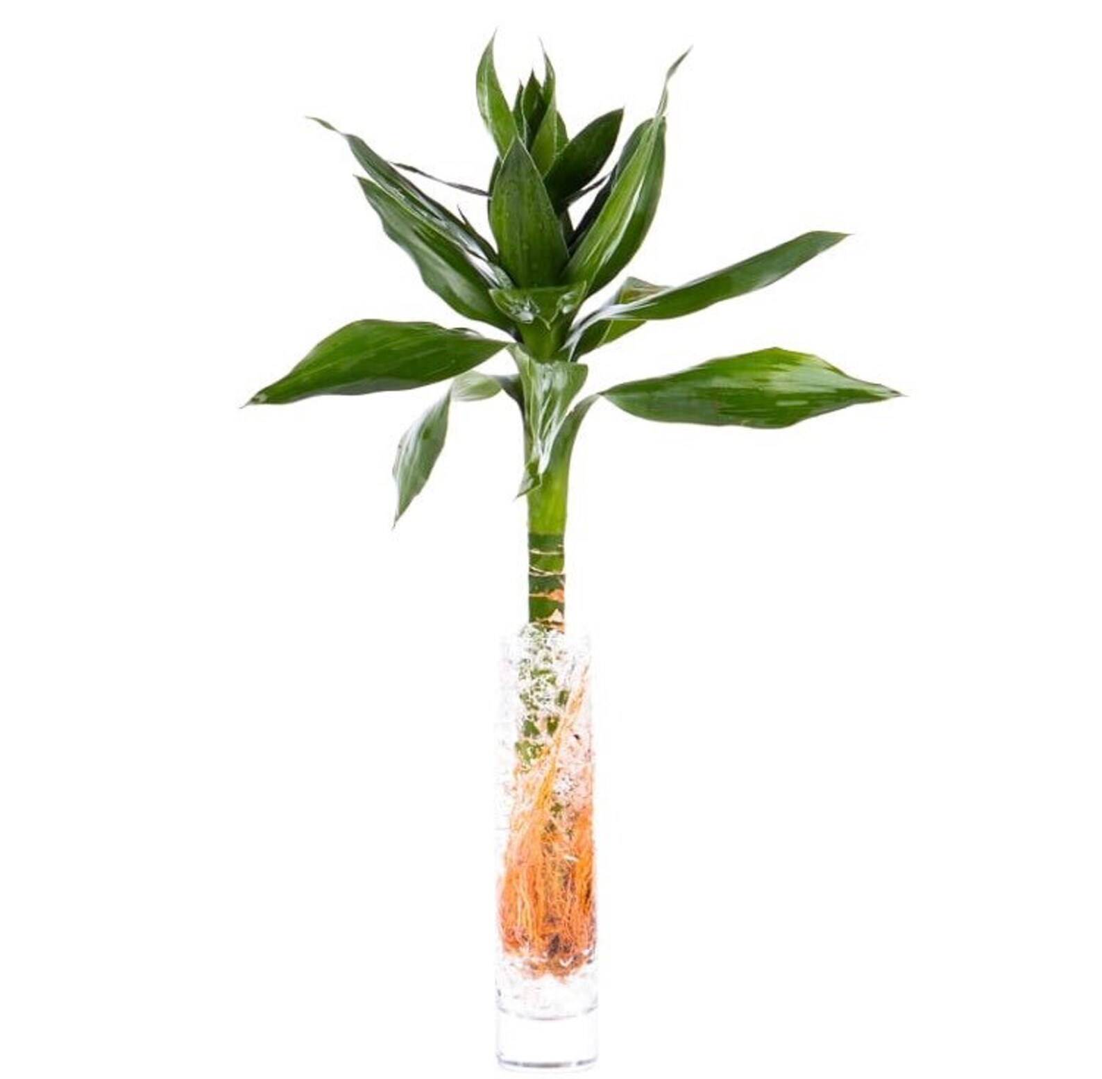 Lotus Bamboo Arrangement Etsy