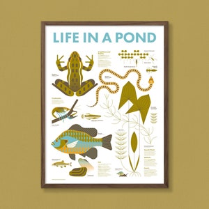 Life in a Pond Poster image 1