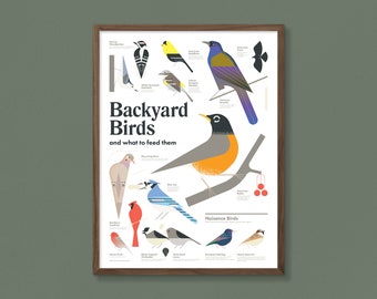 Backyard Birds Poster