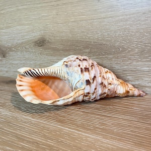 Vintage Triton's Trumpet Seashell: Midcentury Home Decor