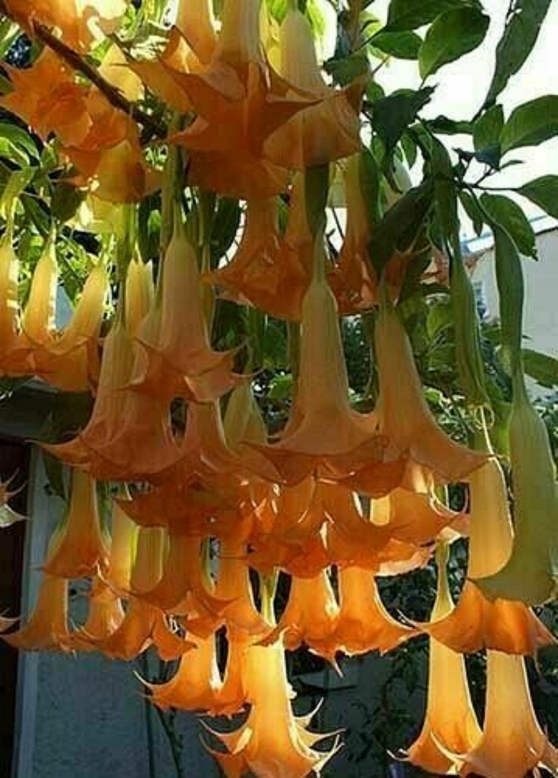 Brugmansia Angels Trumpet Plant Apricot Queen Very Fragrant Etsy