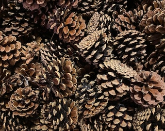 Natural Pine Cones: Holiday Decor from Southern Ontario (25 or 50 Pack)