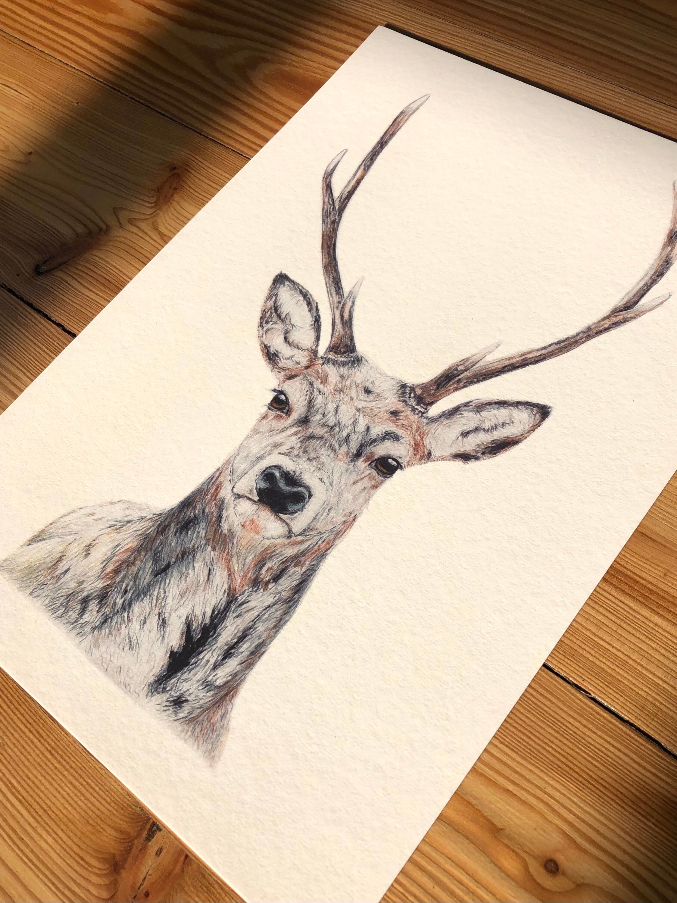 Hirsch Zeichnung A4 Fine Art Print Hahnemühle | Etsy