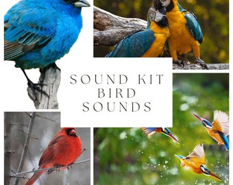 93 Birds Sound Kit | Audioprojekt | Tierlaute | Producer Sound Kit | Sound FX Pack | Vogel Klangeffekte | Vögel singend | Digitale Dateien