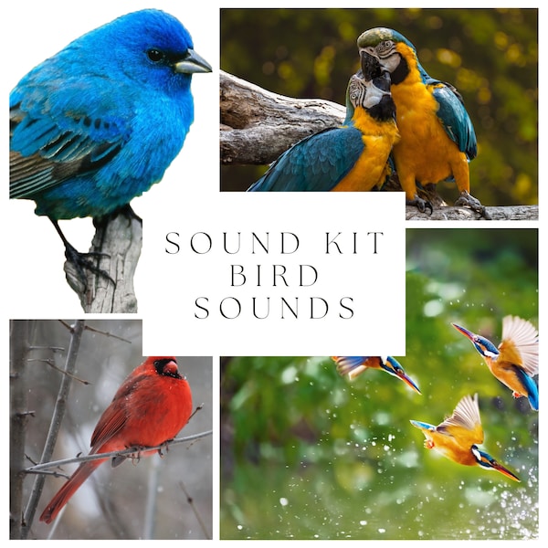 93 Birds Sound Kit | Audio Project | Animal Sounds | Producer Sound Kit | Sound FX Pack | Bird Sound Effects | Birds Singing | Digital Files