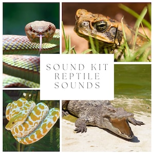46 Reptile Sound Kit / Audio Project / Animal Sounds / Producer Sound Kit / Sound FX Pack / Snake Sound Effects / Crocodile / Archivos Digitales