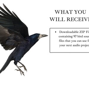 May include: A black crow with wings spread wide, flying against a white background. The text "WHAT YOU WILL RECEIVE:" is below the crow, followed by a bullet point and the text "Downloadable ZIP File containing 97 bird sound files that you can use for your next audio project."