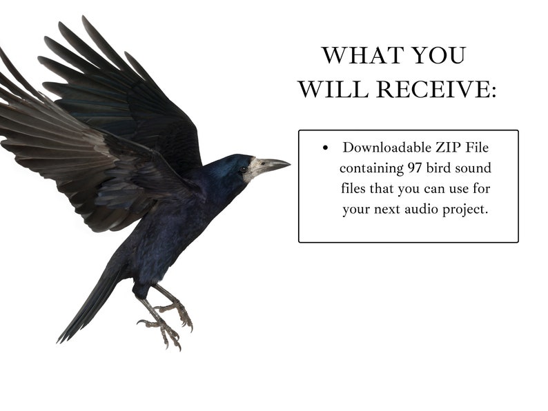 May include: A black crow with wings spread wide, flying against a white background. The text "WHAT YOU WILL RECEIVE:" is below the crow, followed by a bullet point and the text "Downloadable ZIP File containing 97 bird sound files that you can use for your next audio project."