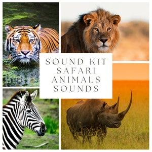 May include: A collage of four images featuring different animals found in a safari. The images include a tiger swimming in a pond, a lion with a thick mane, a zebra with black and white stripes, and a rhinoceros with a large horn.