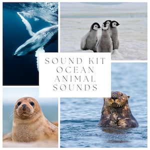 39 Ocean Animals Sound Kit | Audio Project | Animal Sounds | Producer Sound Kit | Sound FX Pack | Whales | Penguins | Seals | Digital Files
