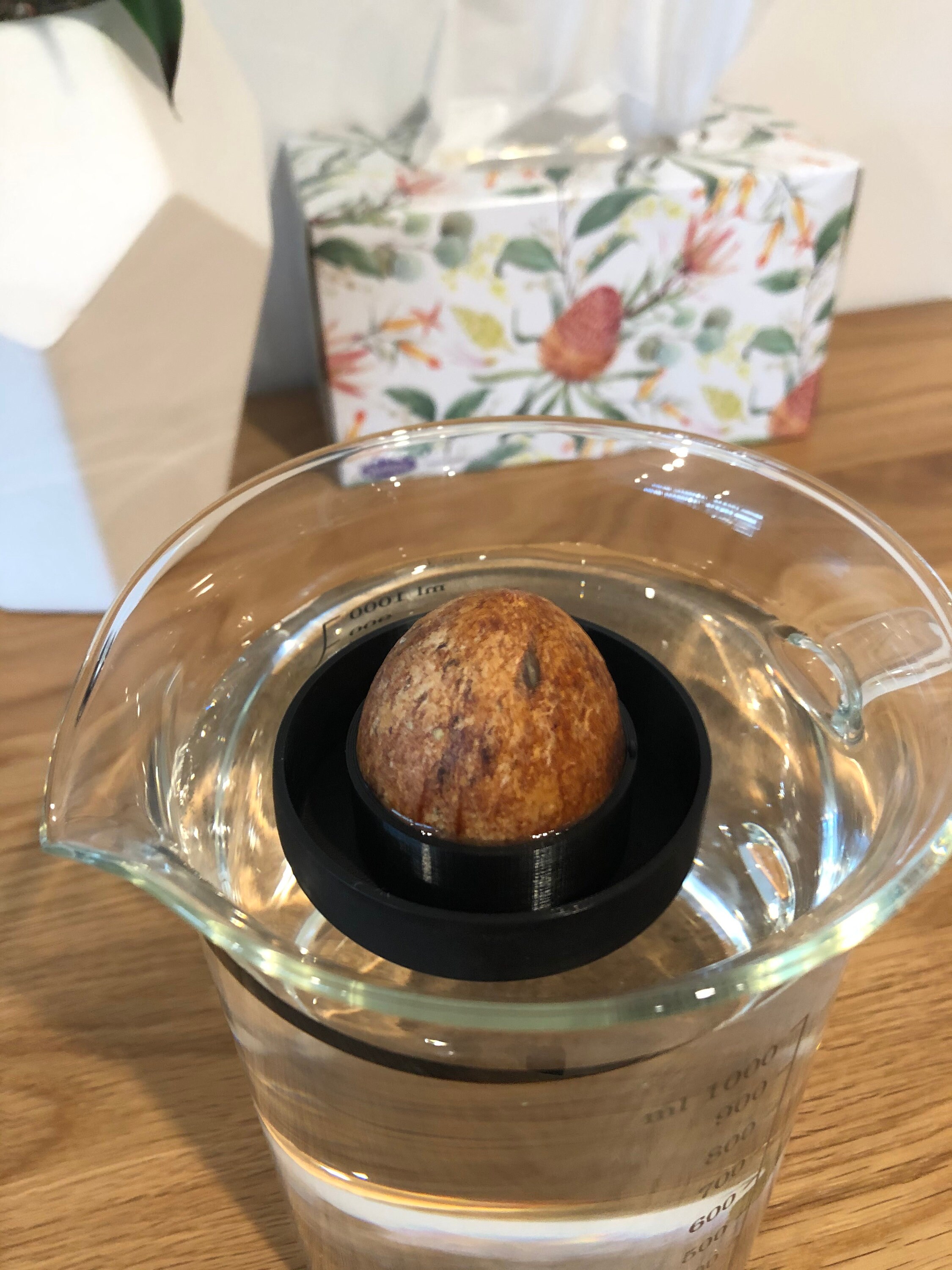 Large Avocado Propagating Seed Float Etsy