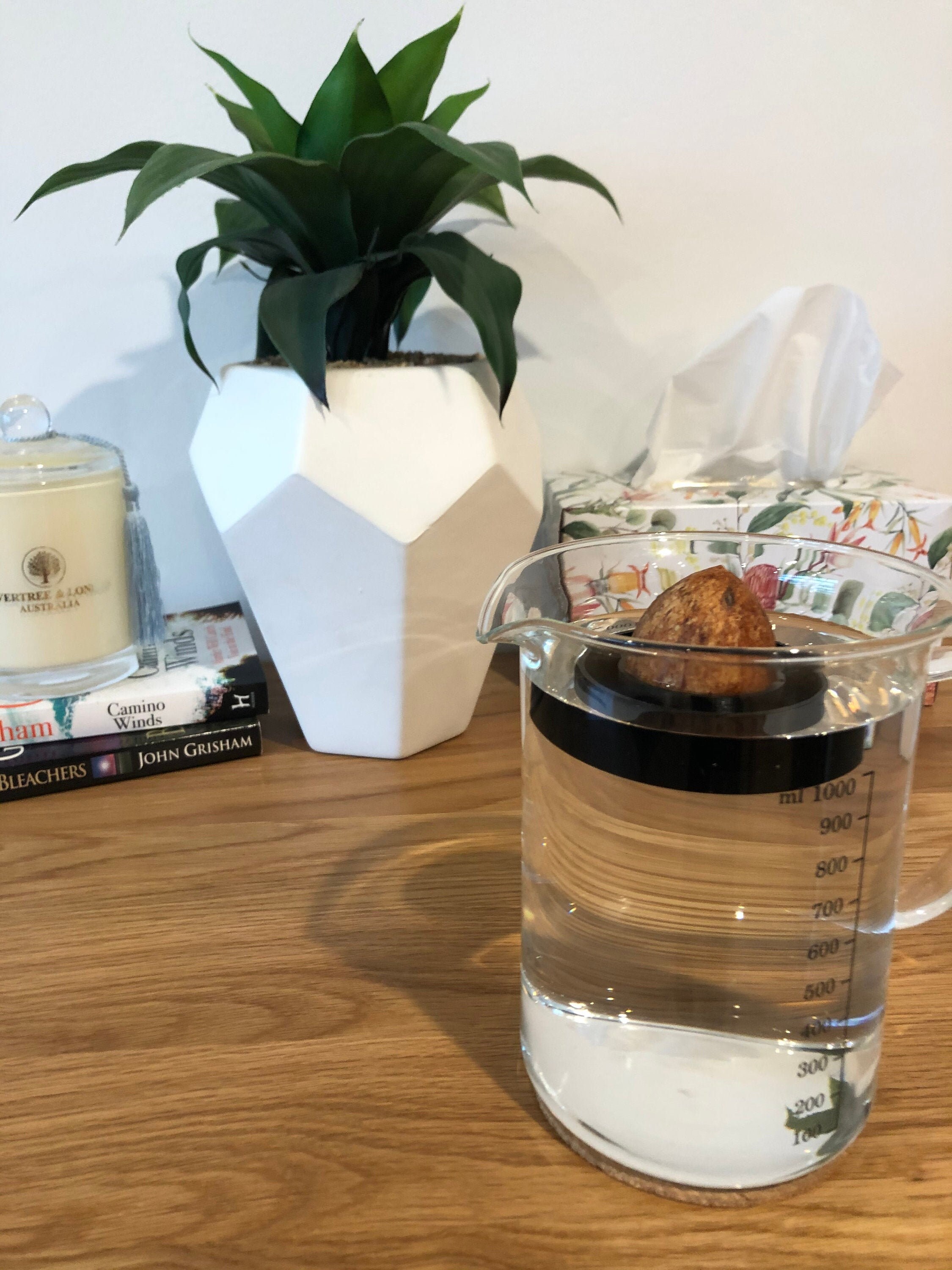 3x Small Avocado Propagating Seed Float Etsy