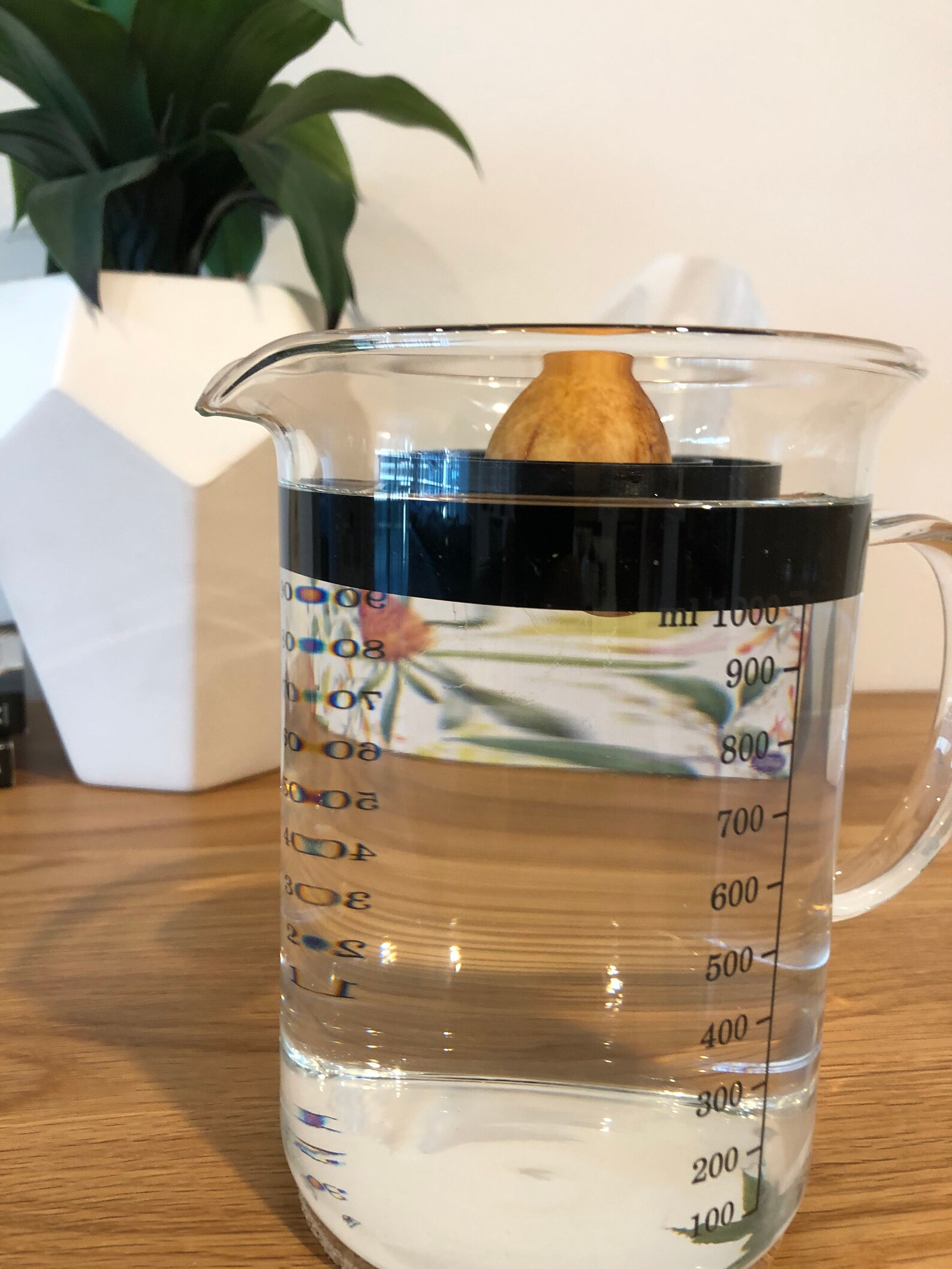 3x Large Avocado Propagating Seed Float Etsy