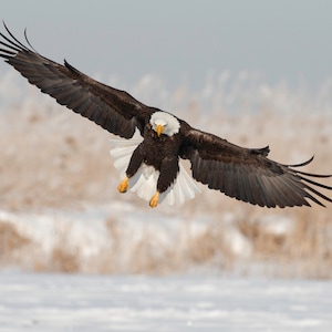 Bald Eagle Landing