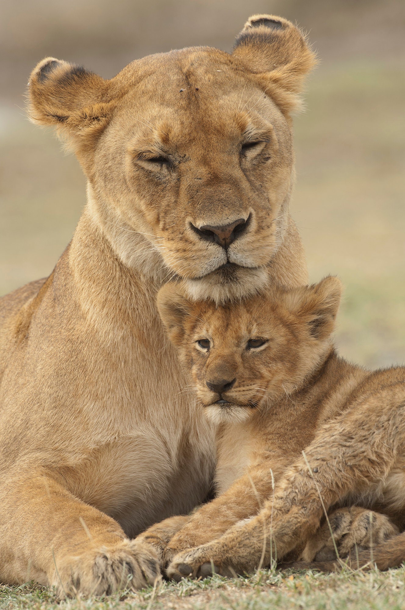 African Lioness and Cub Etsy
