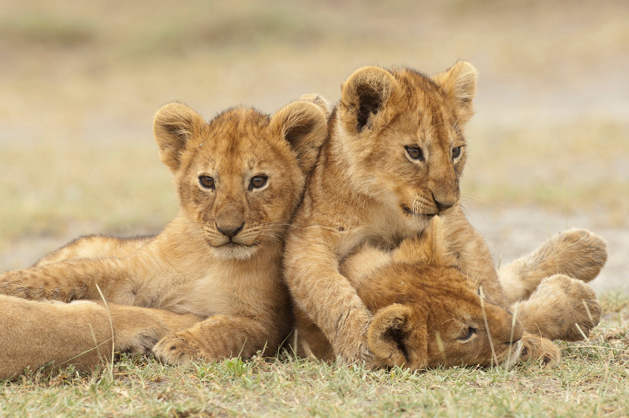 Three Young Lion Cubs