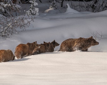 May include: A brown bear and four cubs walk through a snowy landscape. The bears are walking in a single file line, with the mother bear at the front.