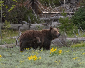 May include: A brown grizzly bear and a smaller cub stand in a field of green grass and yellow wildflowers. The bears are in the foreground, with a backdrop of trees and fallen logs. The lighting is natural and the scene is peaceful.