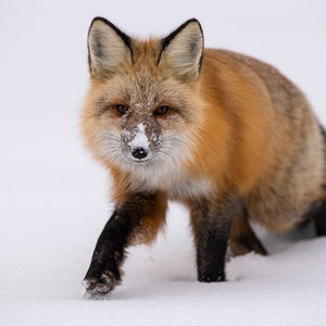 Winter Red Fox