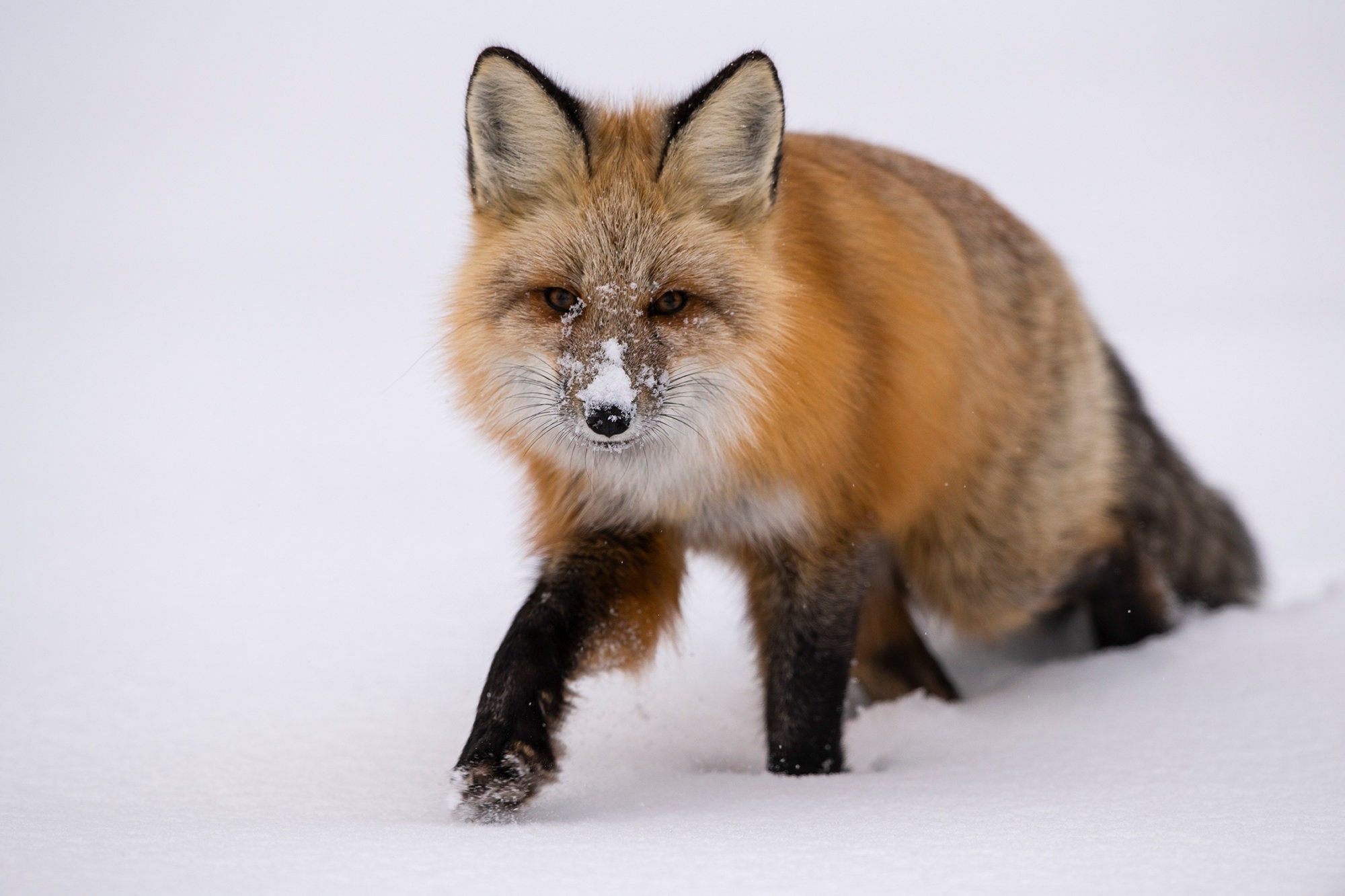 Winter Red Fox - Etsy