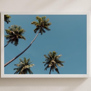 Palm Tree Wall Art, Tropical Palm Photography Print
