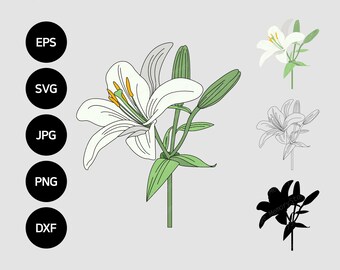 Download Lily Svg Etsy