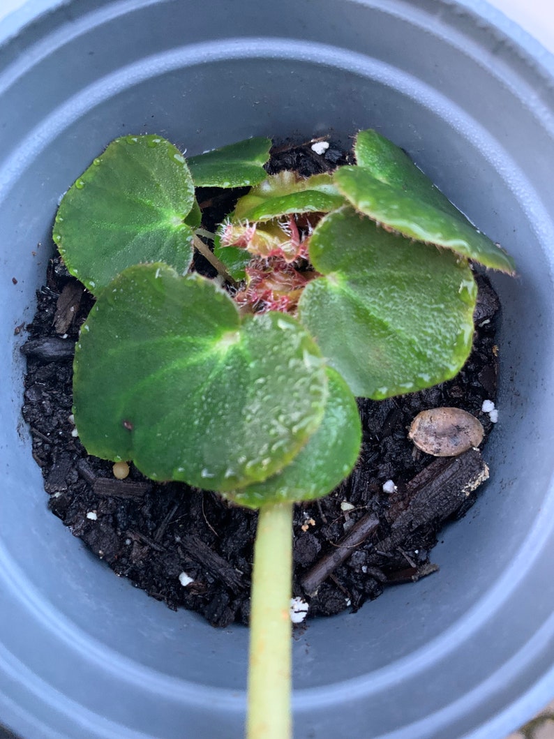 Beefsteak Begonia erythrophylla One Bare Root Starter Etsy