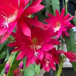 Akermanii Epiphyllum Orchid Cactus, Two Rooted Cuttings/Stems