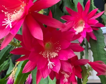 Akermanii Epiphyllum Orchid Cactus, Two Rooted Cuttings/Stems