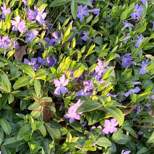 Vinca Minor ground cover – Evergreen, 20+ Bare root plants