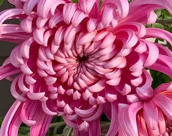Chrysanthemum (MUM), pink, Two Live Flower Plants