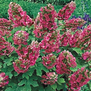 Color Changing Ruby Slippers Dwarf  Hydrangea Seedlings , Oakleaf Hydrangea