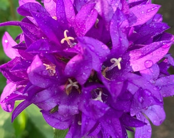 Clustered Bellflowers , (Campanula), Purple flower, Easy -to-grow perennial plant, Three bare root plants