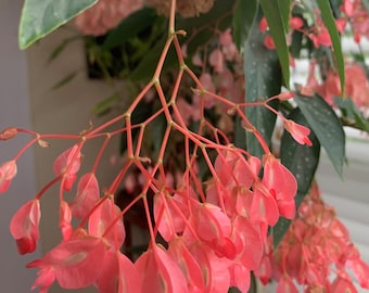 Buxton Begonia, angel wing begonia, Indoor house Plant, Two Bare root live plants