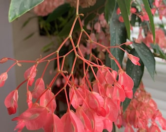 Buxton Begonia, angel wing begonia, Indoor house Plant, Two rooted cutting live plants