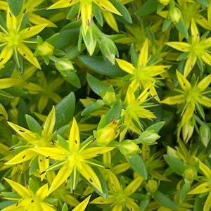 May include: Close-up of a cluster of yellow star-shaped flowers with green leaves. The flowers have dark brown centers and are arranged in a dense, overlapping pattern.