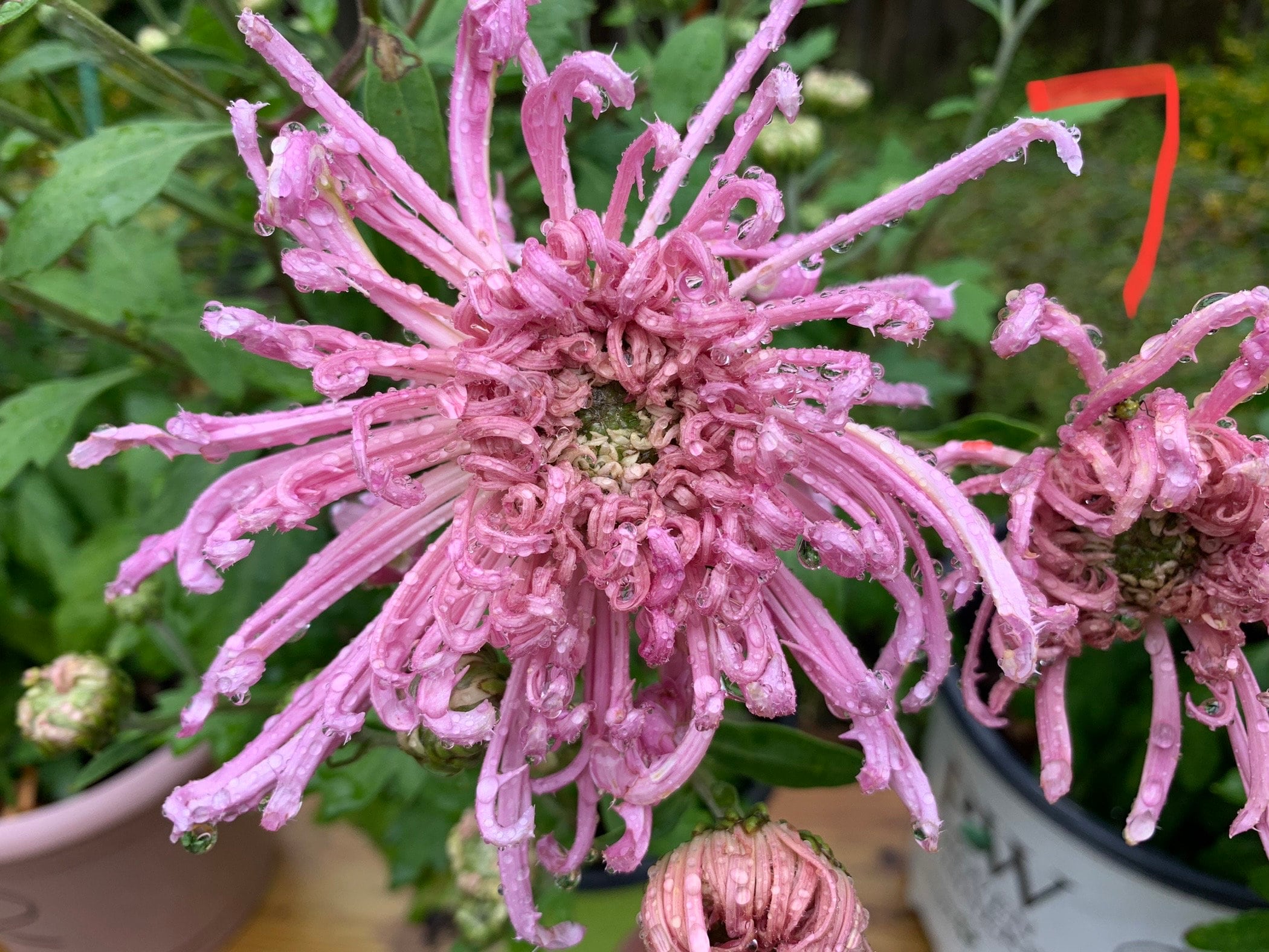 Chrysanthemum (MUM), pale pink to pink, Two live  Flower plants