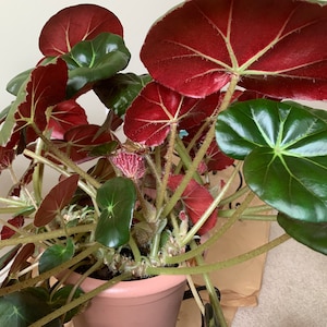 Beefsteak Begonia (Erythrophylla),  One bare root starter plant.