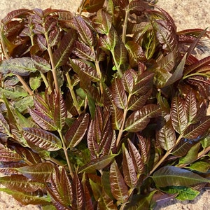 Toona Sinensis seedlings, Organic