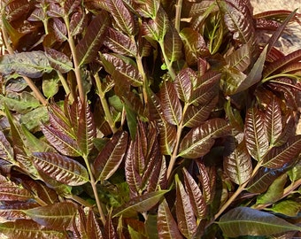 Toona Sinensis seedlings, Organic