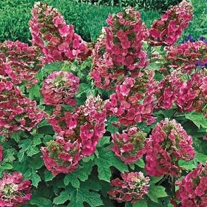 Color Changing Ruby Slippers Dwarf  Hydrangea Seedlings , Oakleaf Hydrangea