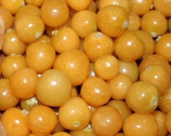 Organic Aunt Molly's Ground Cherry / Physalis /  Four Live Plants