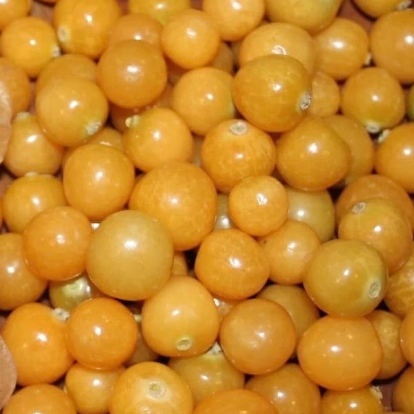 Organic Aunt Molly's Ground Cherry / Physalis /  Four Live Plants