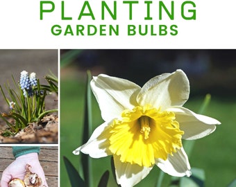Planting Garden Bulbs