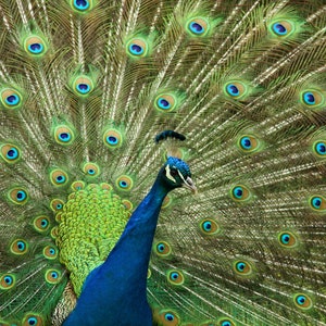 Beautiful Peacock, feathers, Art Decor, photography, Digital file