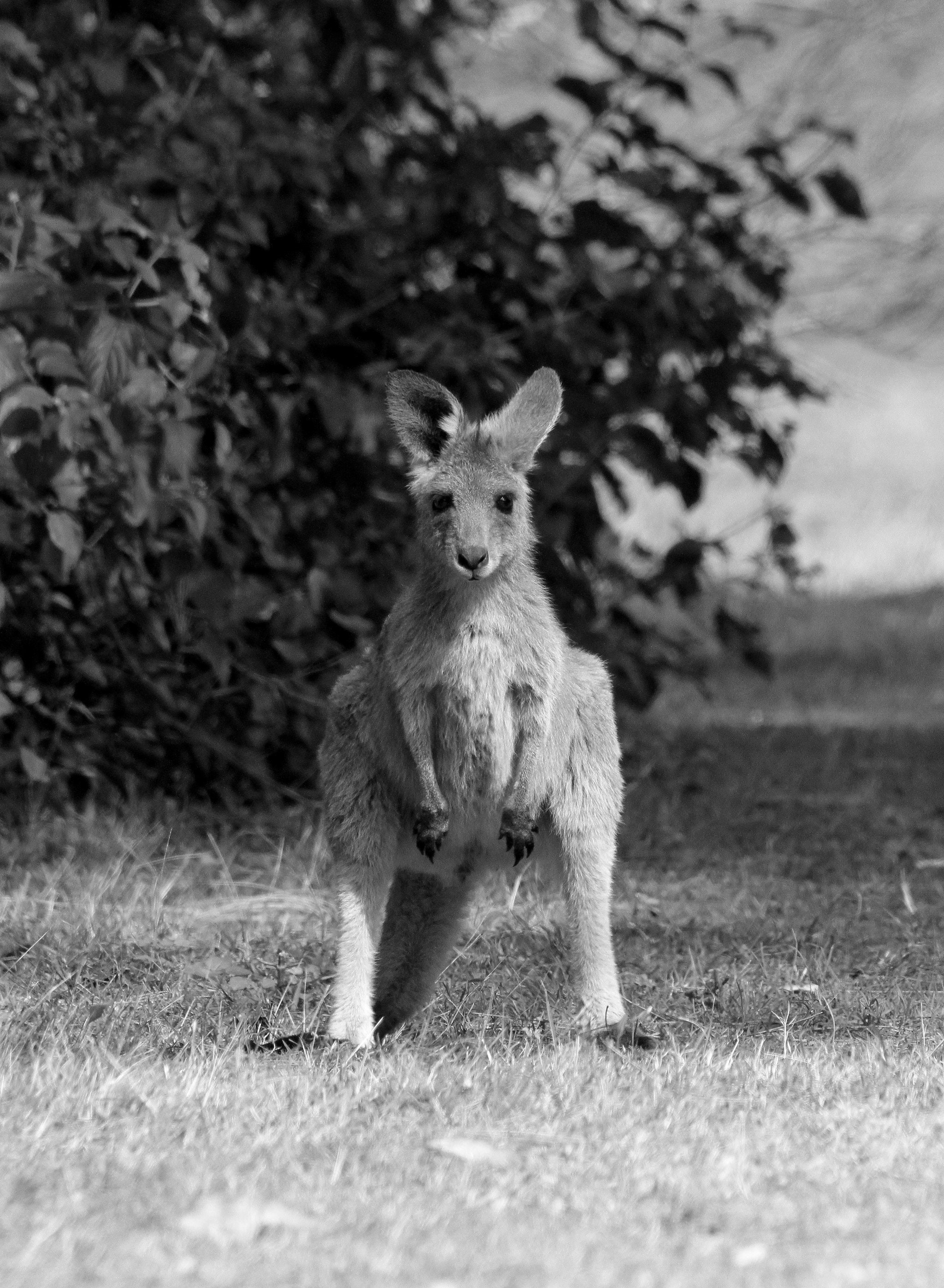 Australian Joey Kangaroo Looking at Its Natural Surroundings Etsy