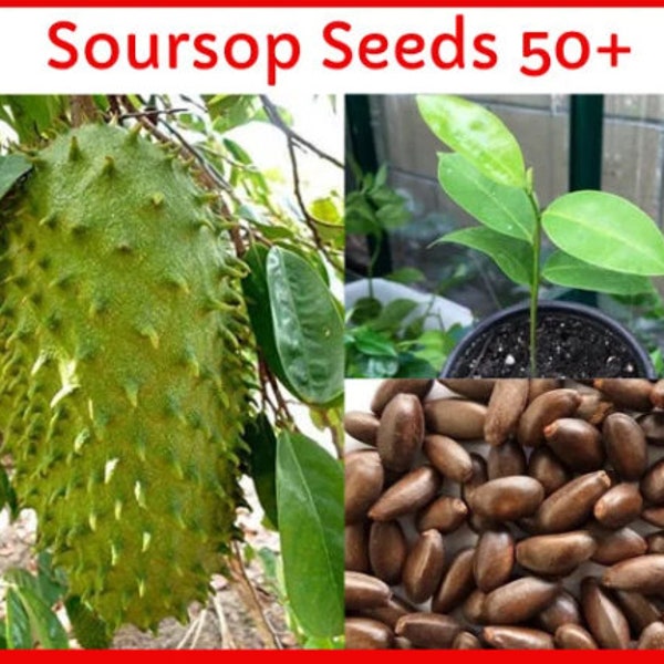 Soursop Seeds(Graviola/Guanabana)tropical fruits seeds for outdoor seeding/100% germination rate custard apple seeds